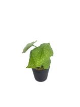 Arranjo de Flor Vaso com Flor Artificial Decorativo