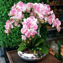 Arranjo De Flores 10 Orquídeas Artificial no vaso de Prata - La Caza Store