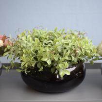 Arranjo de Folhagens Peperômia no Vaso Baixo de Vidro Linha Arranjos de Flores Formosinha Arranjo de Folhagens Peperômia no Vaso Baixo de Vidro Linha Arranjos de Flores Formosinha