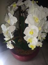 Arranjo de Mesa de Orquídea 65x30CM