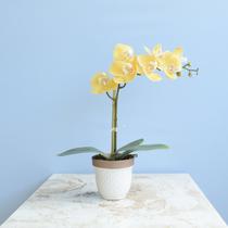 Arranjo de Orquídea Amarela no Vaso de Cerâmica Formosinha