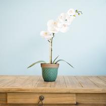 Arranjo de Orquídea de Silicone Branca no Vaso Azul Formosinha