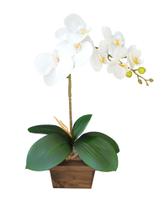 Arranjo de Orquídea de Silicone Com Vaso de Madeira - foglio.decor