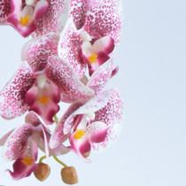 Arranjo de Orquídea Estampada em Vaso Nude Fosco Lara