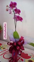 Arranjo de orquídeas naturais Arranjo de orquídeas naturais
