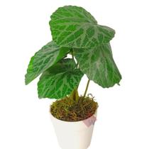 Arranjo de Planta Artificial em Vaso de Plástico Arranjo de Planta Artificial em Vaso de Plástico