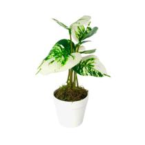 Arranjo de Planta Artificial em Vaso de Plástico Arranjo de Planta Artificial em Vaso de Plástico
