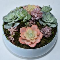 Arranjo de Suculentas Artificiais Coloridas em Vaso Branco Arranjo de Suculentas Artificiais Coloridas em Vaso Branco