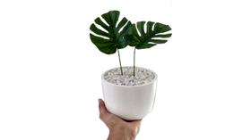 Arranjo Decorativo Cachepot Artesanal Branco Com Planta Mini Costela de Adão Artificial Sala