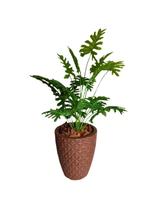 Arranjo Decorativo Casa Vaso Grande C/ Planta Guaimbê Artificial Arranjo Decorativo Casa Vaso Grande C/ Planta Guaimbê Artificial