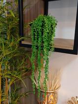 Arranjo decorativo de prateleiras no vaso plantas verde suculentas