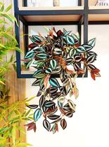 Arranjo e vaso folhagem de lambari outonado folhagem luxo