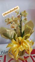 Arranjo em orquídeas amarelas