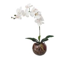 Arranjo flores de orquídeas clássico no terrário vidro Xico