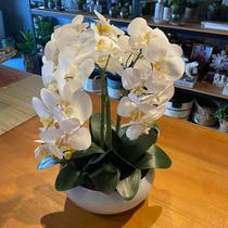 Arranjo Grande Centro de Mesa 3 Orquídeas Branca 3d Vaso Branco - Decore Fácil Shop