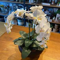 Arranjo Grande Centro de Mesa 3 Orquídeas Branca 3d Vaso Preto