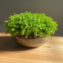 Arranjo Grande Centro de Mesa Vaso Incolor com Verdinho Arranjo Grande Centro de Mesa Vaso Incolor com Verdinho