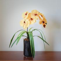 Arranjo Orquídea Amarela - Divina Mãe Decorações