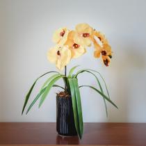 Arranjo Orquídea Amarela Arranjo Orquídea Amarela