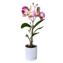 Arranjo Orquídea Artificial Vaso Plástico Decorativa Arranjo Orquídea Artificial Vaso Plástico Decorativa
