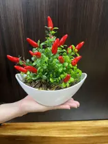 Arranjo Pimenta Artificiais Flor Folhagem Mini Fruta Mini Vaso decoração Sortidas Arranjo Pimenta Artificiais Flor Folhagem Mini Fruta Mini Vaso decoração Sortidas