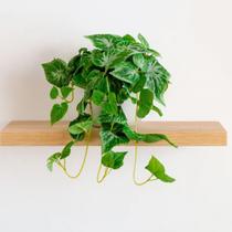 Arranjo vaso branco ceramica planta Videiras verde nevada