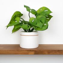Arranjo vaso ceramica branco planta costela de adão verde