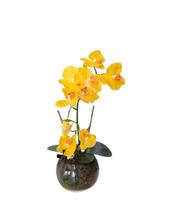 Arranjo Vaso de Orquídea C/Pétalas de silicone