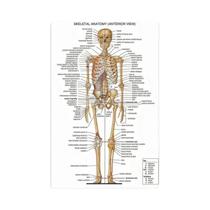 Arte De Parede Vintage De Anatomia Médica, Pôster De Esqueleto Muscular, Impressão Em Tela,