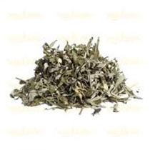 Artemísia Folhas 200g Artemisia vulgaris - L. Londriervas Artemísia Folhas 200g Artemisia vulgaris - L. Londriervas