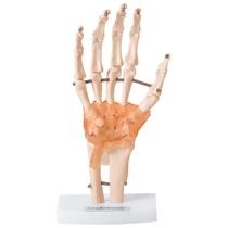 Articulação da Mão 19cm de Altura com Ligamentos Articulação da Mão 19cm de Altura com Ligamentos