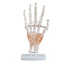 Articulação Da Mão 19Cm De Altura Com Ligamentos - Coleman