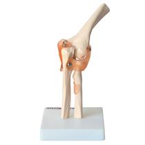 Articulação do Cotovelo com Ligamentos Articulação do Cotovelo com Ligamentos