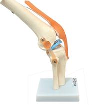Articulação Do Joelho Com Ligamentos Esqueleto Anatomia