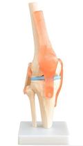 Articulação do Joelho e Ligamentos de 33 cm de Altura
