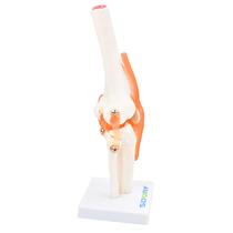 Articulação do joelho - sd5020 - sdorf Articulação do joelho - sd5020 - sdorf