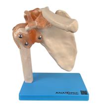 Articulação do Ombro com Ligamentos Esqueleto Articulação do Ombro com Ligamentos Esqueleto