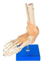 Articulação Do Pé, Esqueleto Articulação Do Pé, Esqueleto