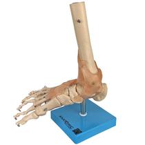 Articulação do Pé, Esqueleto Tamanho Natural Articulação do Pé, Esqueleto Tamanho Natural
