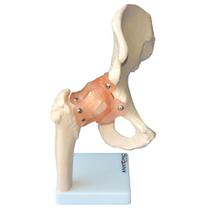 Articulação Do Quadril Com Ligamentos, Modelo Anatômico