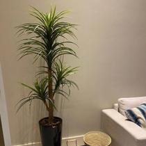 Árvore Artificial Yucca 150cm Planta Permanente no Gesso + Vaso - Decore Fácil Shop