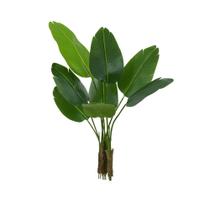 Arvore Bananeira de Jardim Real Toque Verde 1,2m