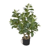 Arvore Clusia Com Pote Real Toque Verde 78cm