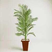 Arvore cycas - palmeira toque real - 1,70 mt - 373-8 Arvore cycas - palmeira toque real - 1,70 mt - 373-8