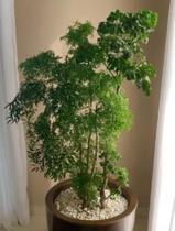 Árvore da felicidade adulta femea e macho c/ vaso - Green house bonsai