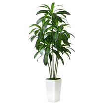 Árvore de Dracaena artificial FSOHOI com plantador alto branco de 6 pés Árvore de Dracaena artificial FSOHOI com plantador alto branco de 6 pés