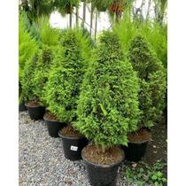 Árvore de Natal Natural Pinheiro Planta Tuia Aurea 60 - 100 cm altura