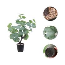 Árvore De Oliveira Artificial Em Vaso Simulação De Árvore Do Dinheiro Para Decoração De Casa E