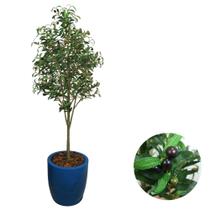 Árvore Oliveira Artificial Premium E Vaso Bojo Completo Casa