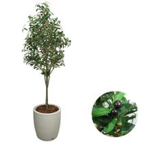 Árvore Oliveira Artificial Premium E Vaso Bojo Completo Casa Árvore Oliveira Artificial Premium E Vaso Bojo Completo Casa